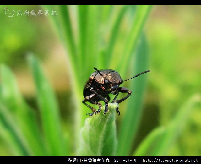 鞘翅目-甘薯猿金花蟲_02.jpg