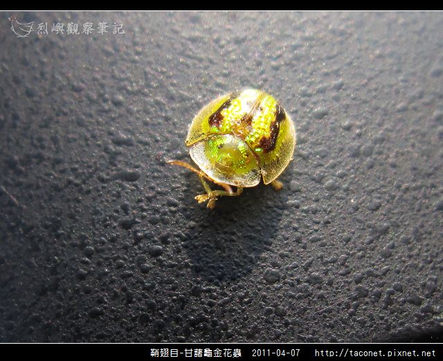 鞘翅目-甘藷龜金花蟲相簿封面