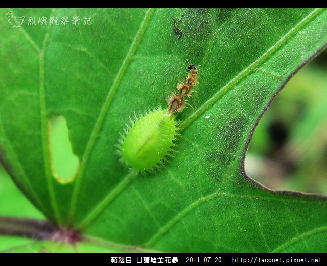 鞘翅目-甘藷龜金花蟲_10.jpg