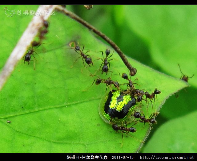 鞘翅目-甘藷龜金花蟲_09.jpg