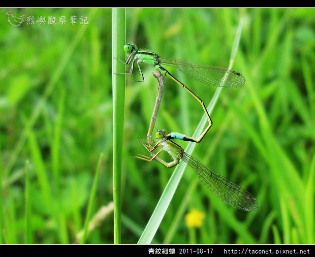 青紋細蟌.jpg