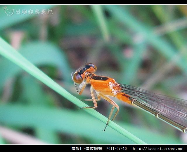 蜻蛉目-青紋細蟌_569.jpg