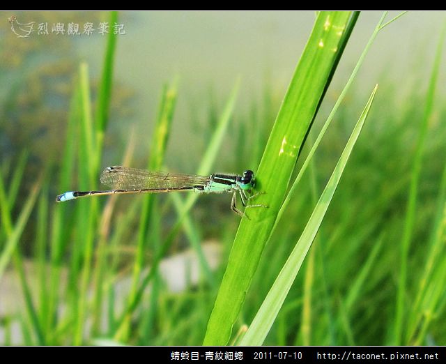 蜻蛉目-青紋細蟌_568.jpg