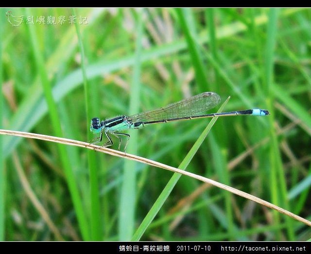 蜻蛉目-青紋細蟌_567.jpg
