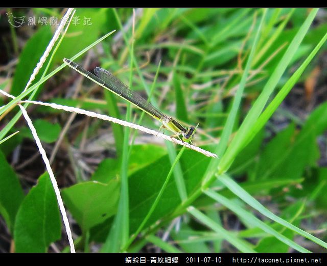 蜻蛉目-青紋細蟌_566.jpg