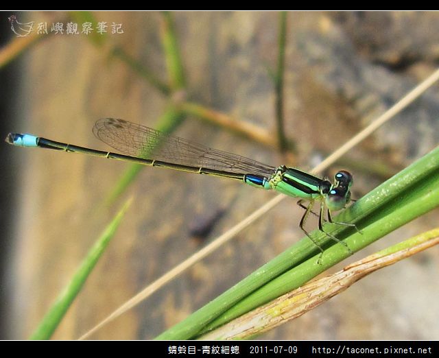 蜻蛉目-青紋細蟌_565.jpg