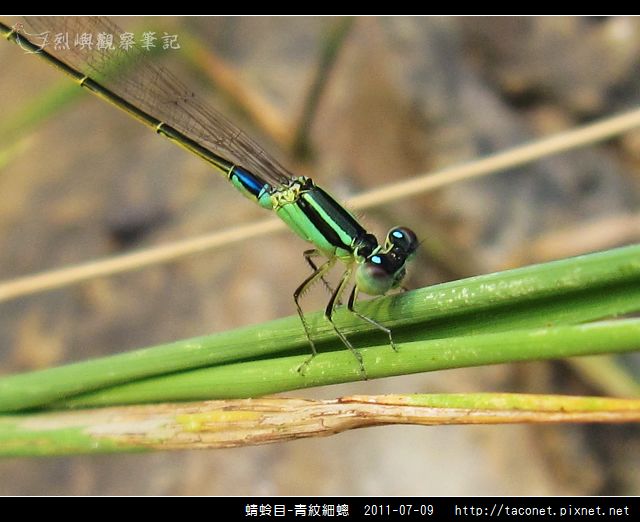 蜻蛉目-青紋細蟌_564.jpg