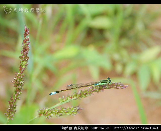 蜻蛉目-青紋細蟌_562.jpg