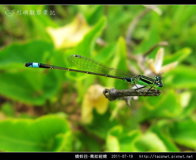 青紋細蟌_01.jpg
