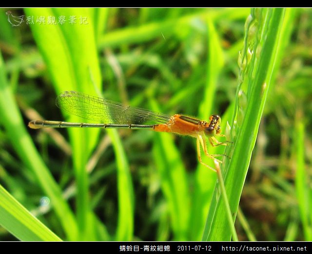 蜻蛉目-青紋細蟌_575.jpg