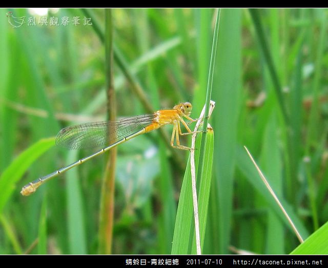 蜻蛉目-青紋細蟌_574.jpg