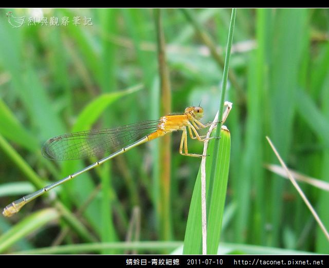 蜻蛉目-青紋細蟌_573.jpg