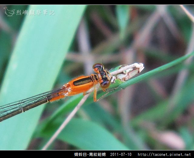 蜻蛉目-青紋細蟌_572.jpg