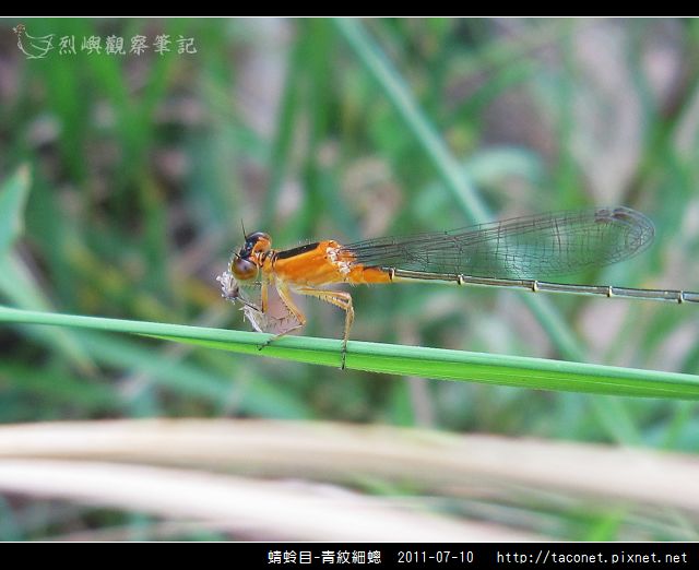 蜻蛉目-青紋細蟌_571.jpg