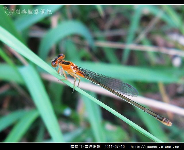 蜻蛉目-青紋細蟌_570.jpg