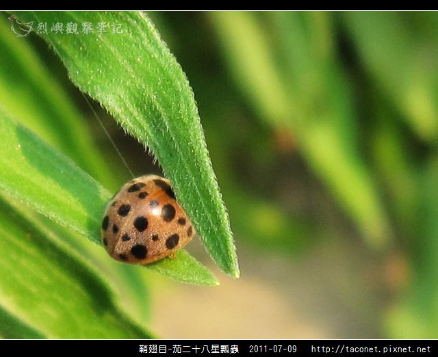 鞘翅目-茄二十八星瓢蟲_03.jpg