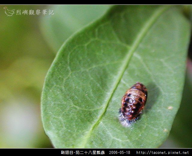 鞘翅目-茄二十八星瓢蟲_02.jpg