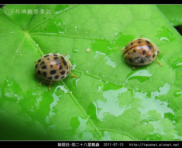 鞘翅目-茄二十八星瓢蟲_12.jpg