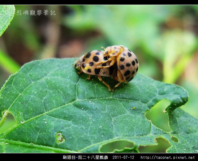 鞘翅目-茄二十八星瓢蟲_09.jpg