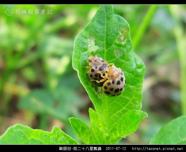 鞘翅目-茄二十八星瓢蟲_08.jpg