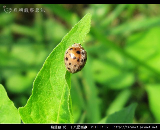 鞘翅目-茄二十八星瓢蟲_07.jpg