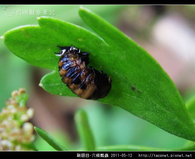 鞘翅目-六條瓢蟲相簿封面