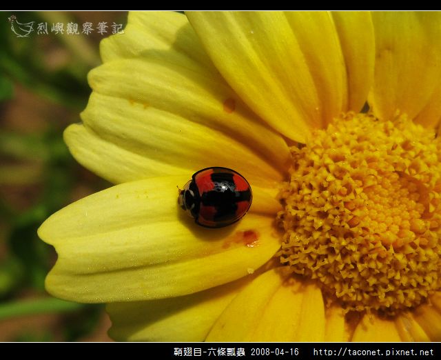 鞘翅目-六條瓢蟲_05.jpg