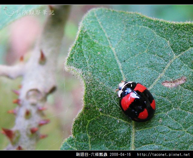 鞘翅目-六條瓢蟲_03.jpg