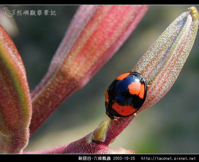 鞘翅目-六條瓢蟲_02.jpg
