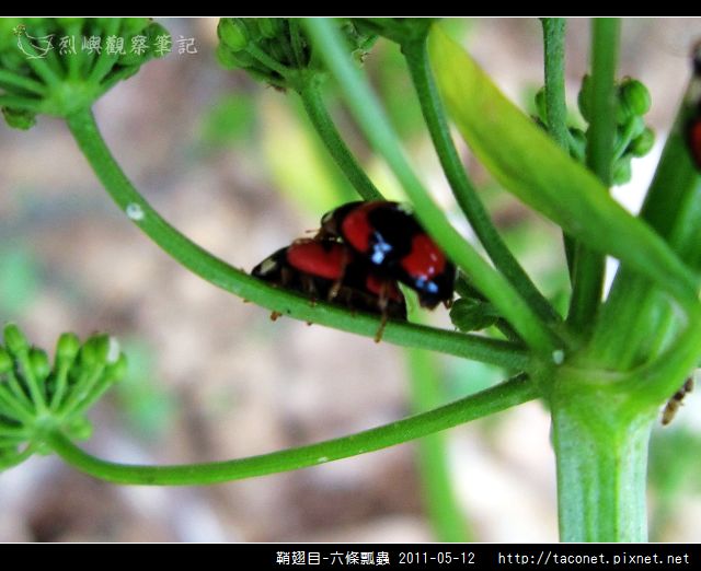 鞘翅目-六條瓢蟲_13.jpg