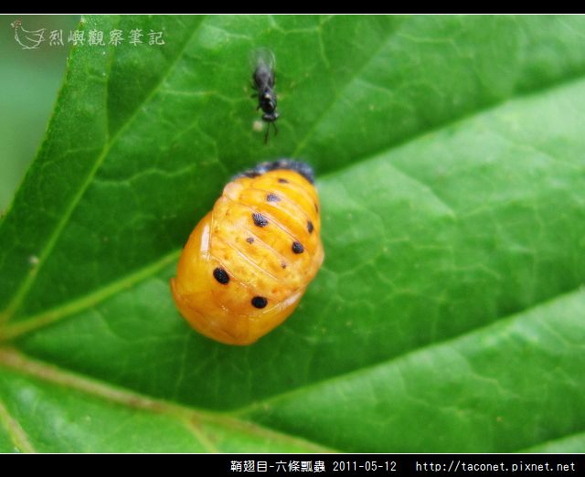 鞘翅目-六條瓢蟲_11.jpg