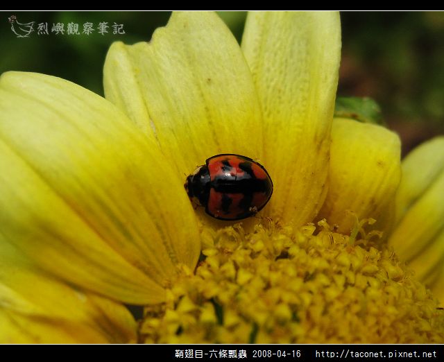 鞘翅目-六條瓢蟲_06.jpg