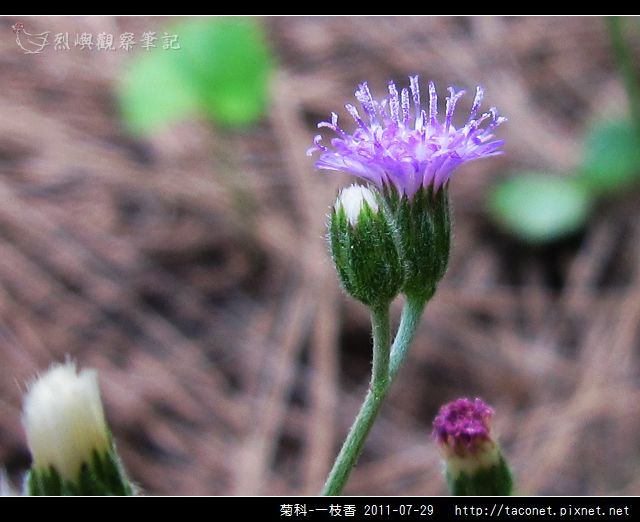 菊科-一枝香_08.jpg