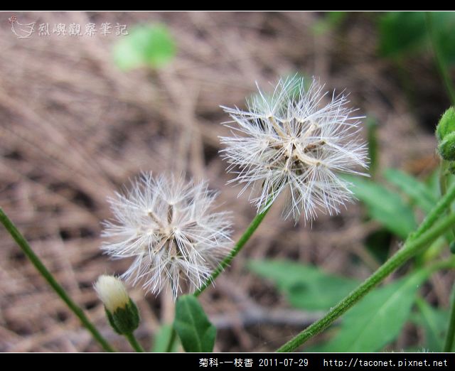 菊科-一枝香_07.jpg