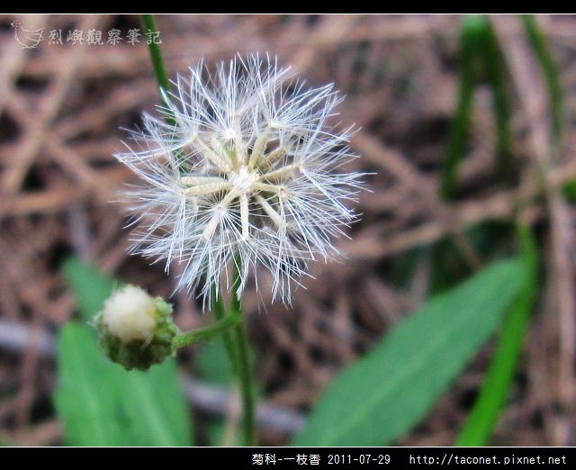 菊科-一枝香_05.jpg