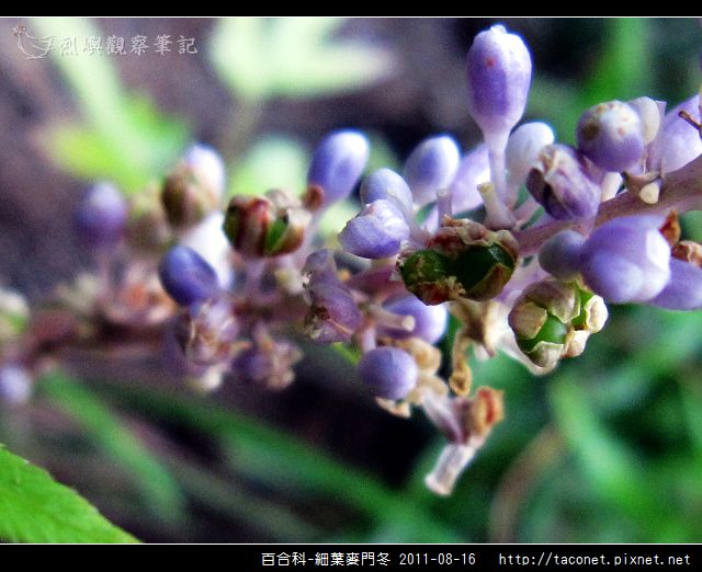 百合科-細葉麥門冬相簿封面
