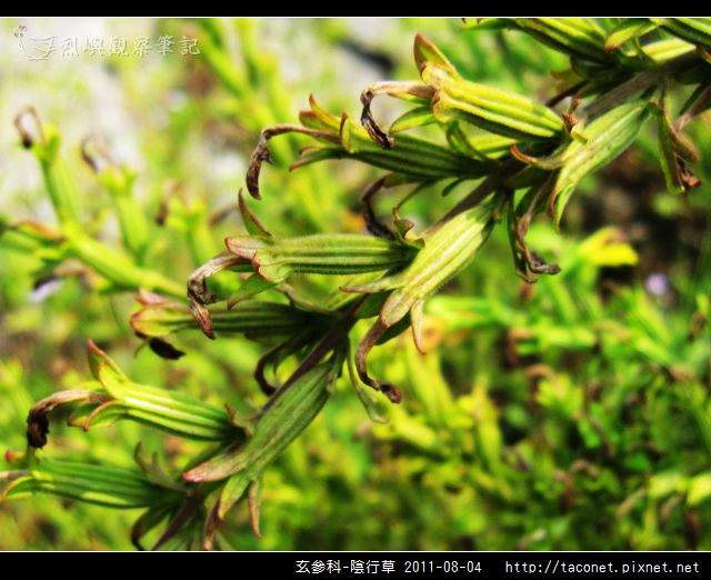 玄參科-陰行草_05.jpg