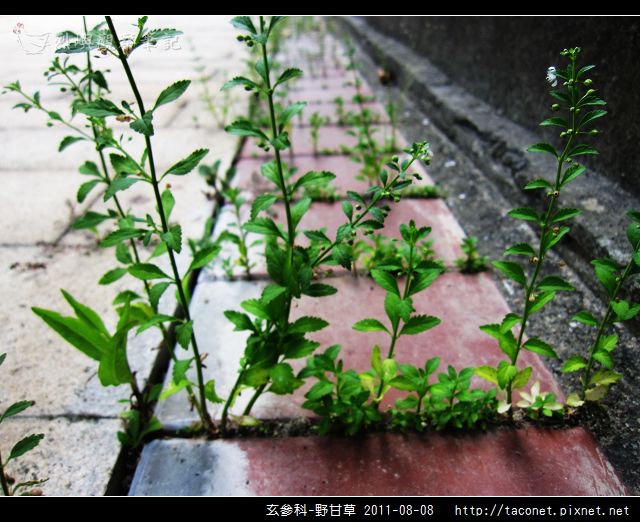 玄參科-野甘草_15.jpg