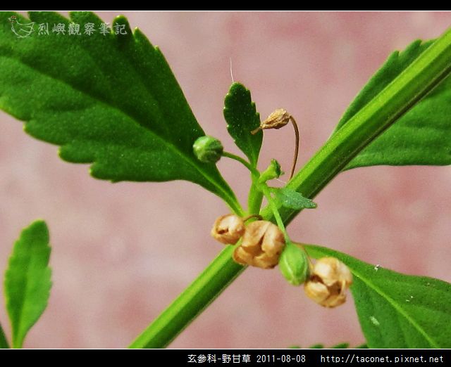 玄參科-野甘草_14.jpg