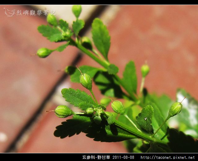 玄參科-野甘草_05.jpg