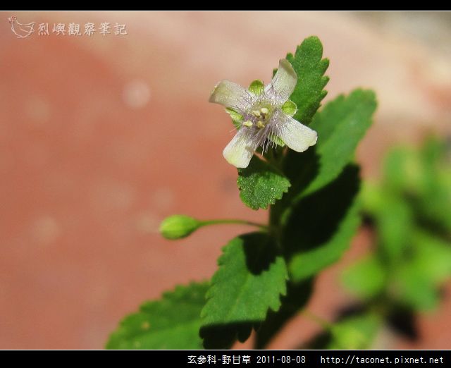玄參科-野甘草_03.jpg