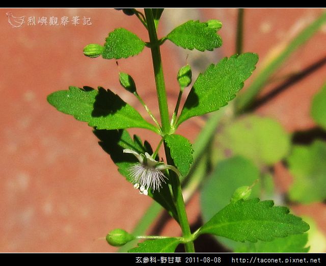 玄參科-野甘草_02.jpg
