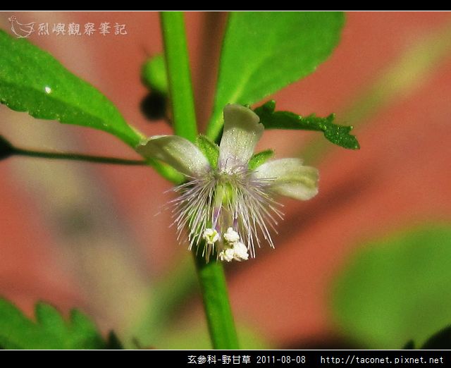 玄參科-野甘草_01.jpg