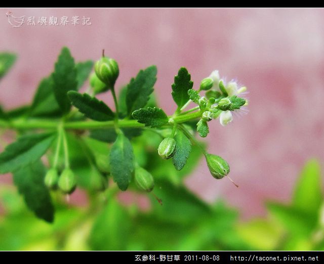 玄參科-野甘草_13.jpg