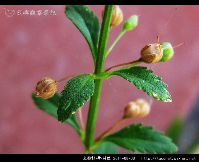玄參科-野甘草_11.jpg
