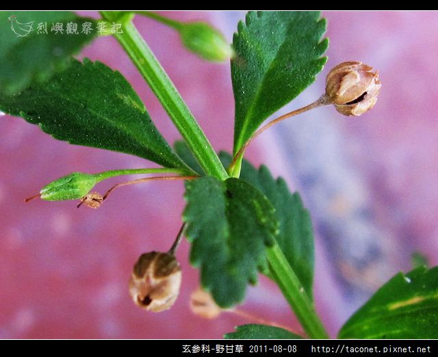 玄參科-野甘草_10.jpg