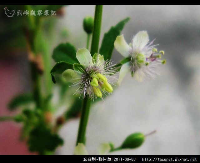玄參科-野甘草_08.jpg