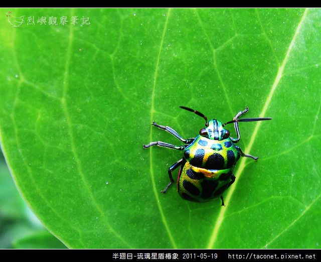 半翅目-琉璃星盾椿象_09.jpg
