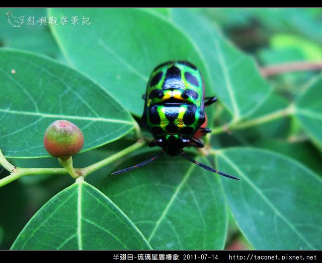 半翅目-琉璃星盾椿象_02.jpg
