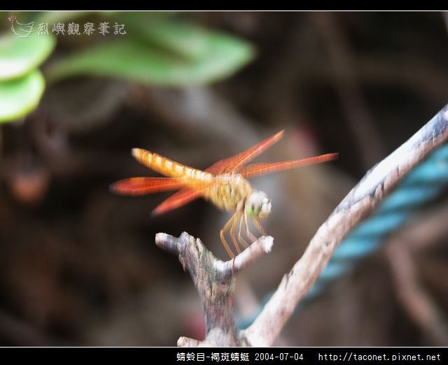 蜻蛉目-褐斑蜻蜓_01.jpg